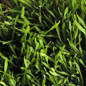 Grass-floor